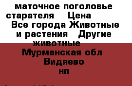 маточное поголовье старателя  › Цена ­ 2 300 - Все города Животные и растения » Другие животные   . Мурманская обл.,Видяево нп